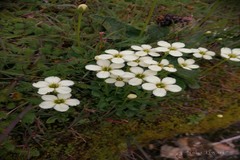 Parnassia chinensis